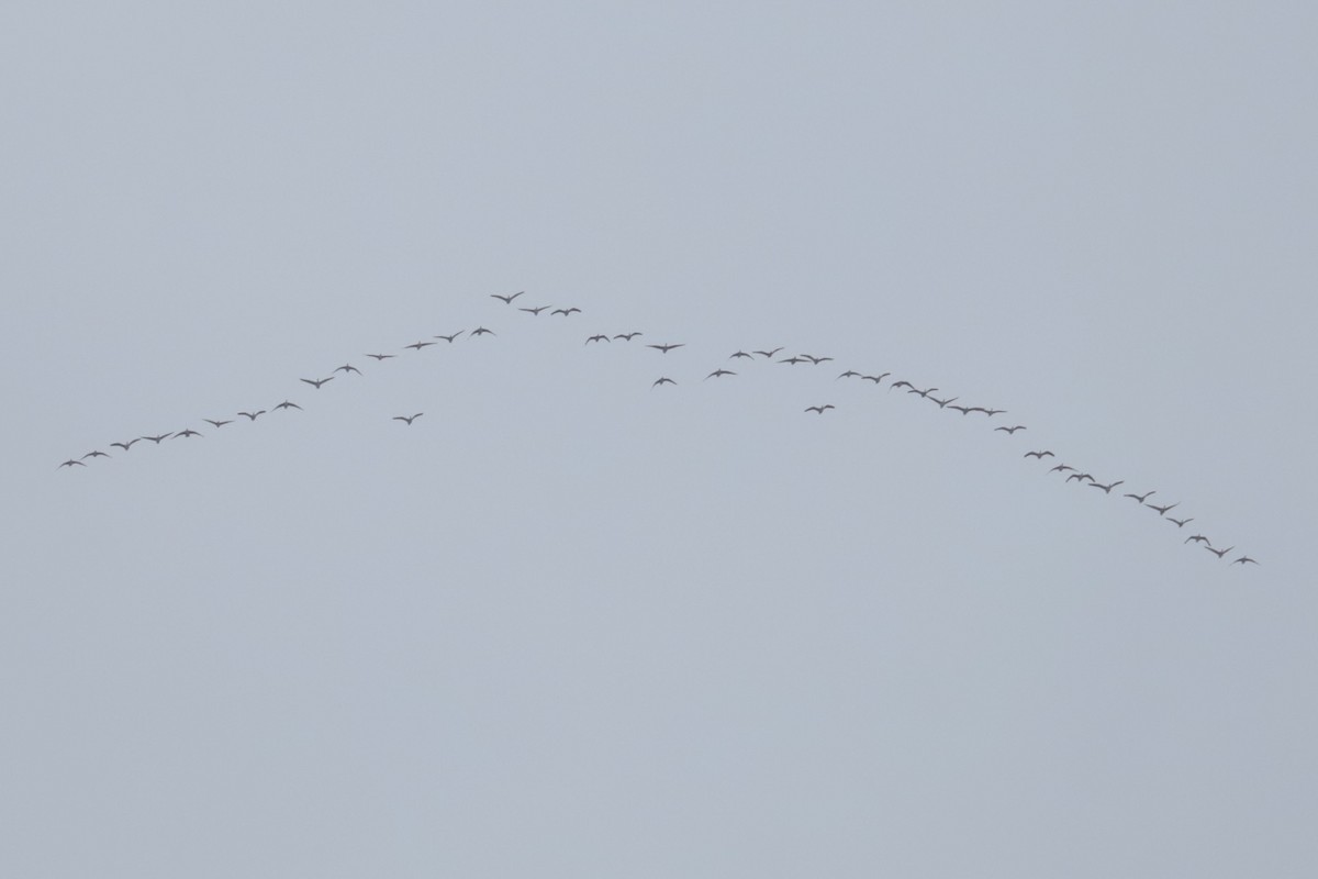 Barnacla Canadiense Grande - ML646370492