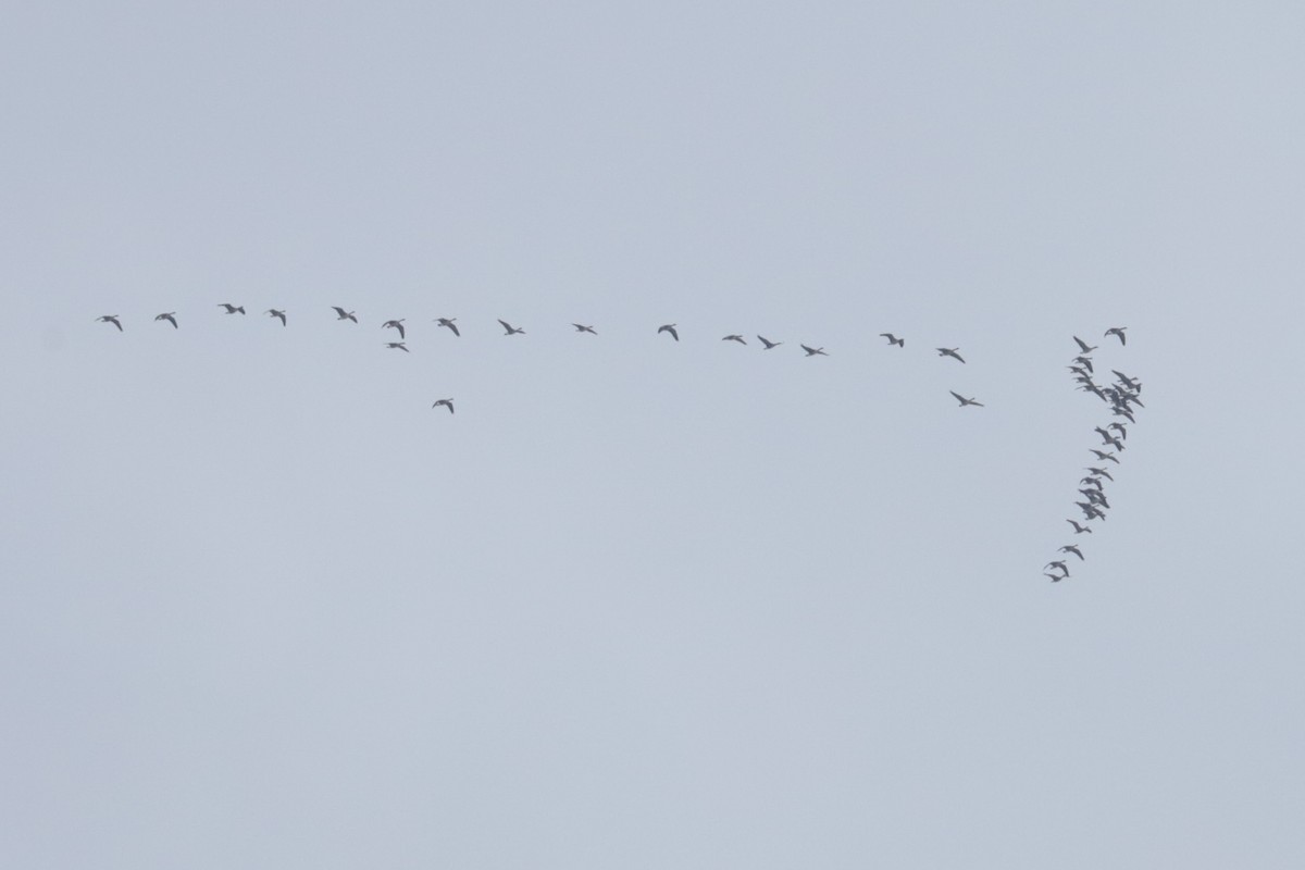 Barnacla Canadiense Grande - ML646370493