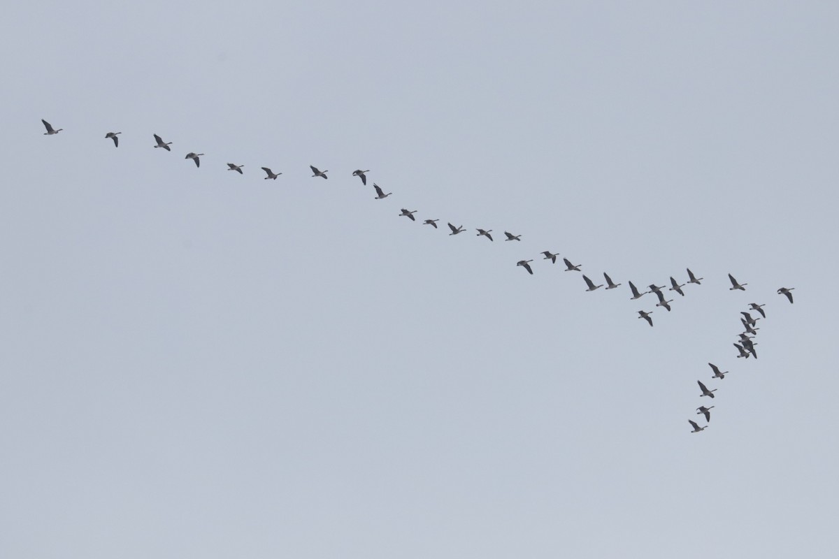 Barnacla Canadiense Grande - ML646370494