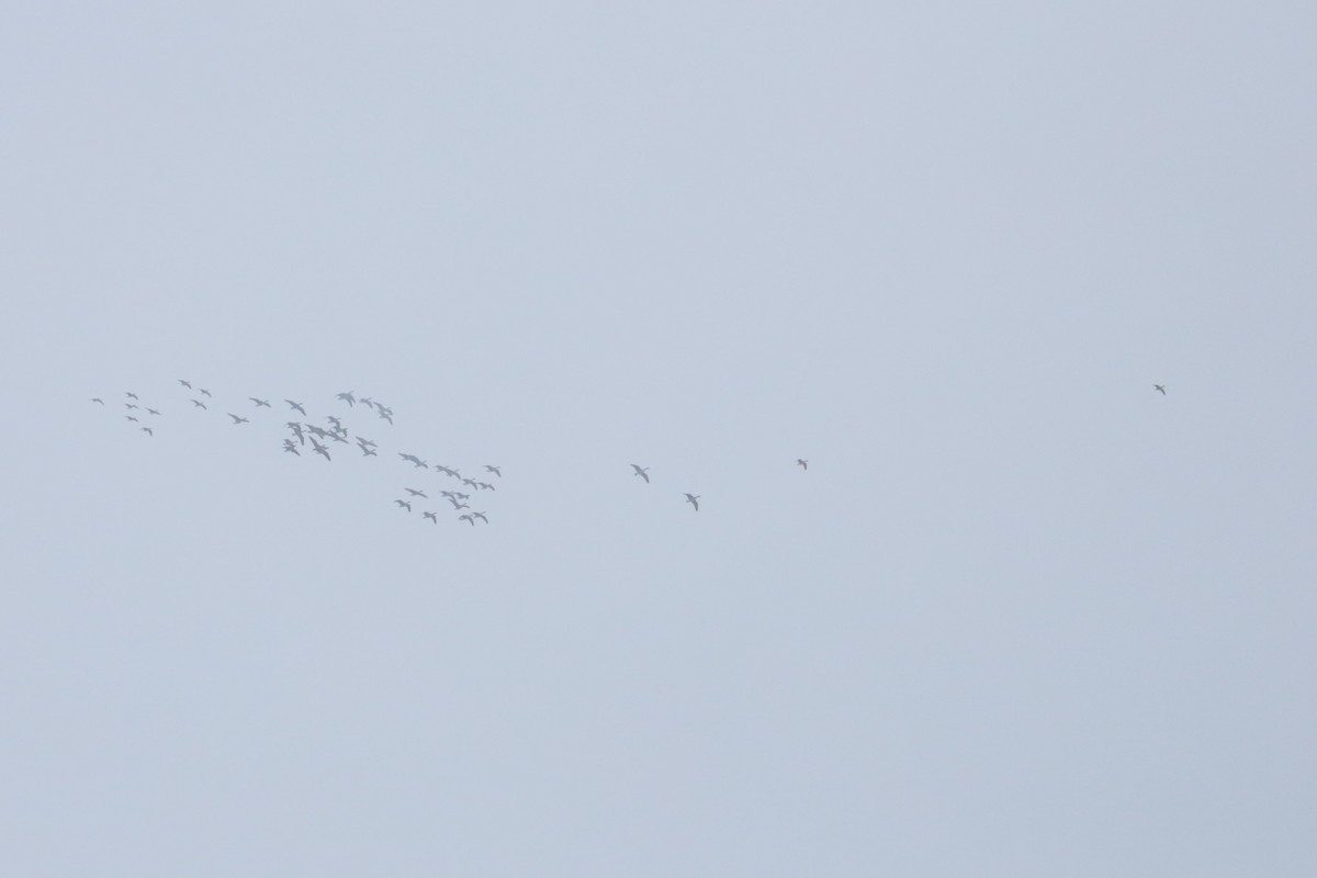 Barnacla Canadiense Grande - ML646370495