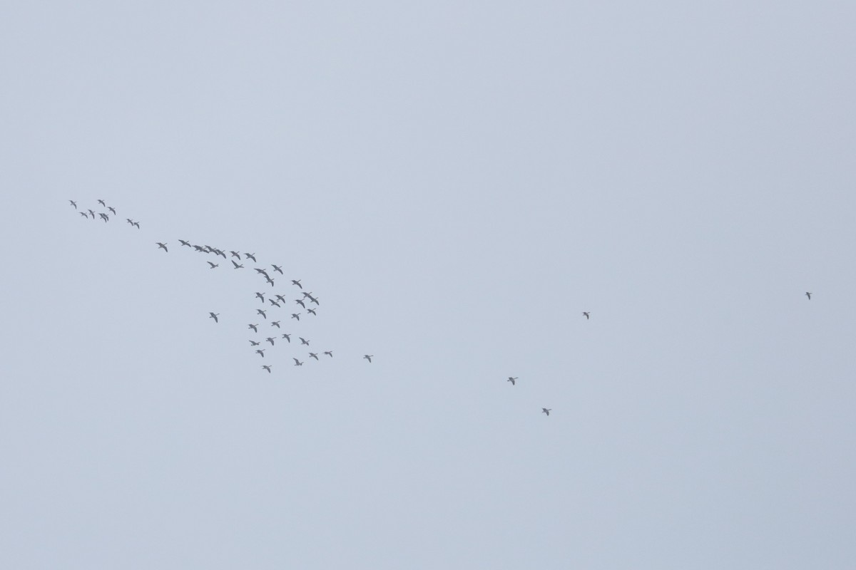 Barnacla Canadiense Grande - ML646370496