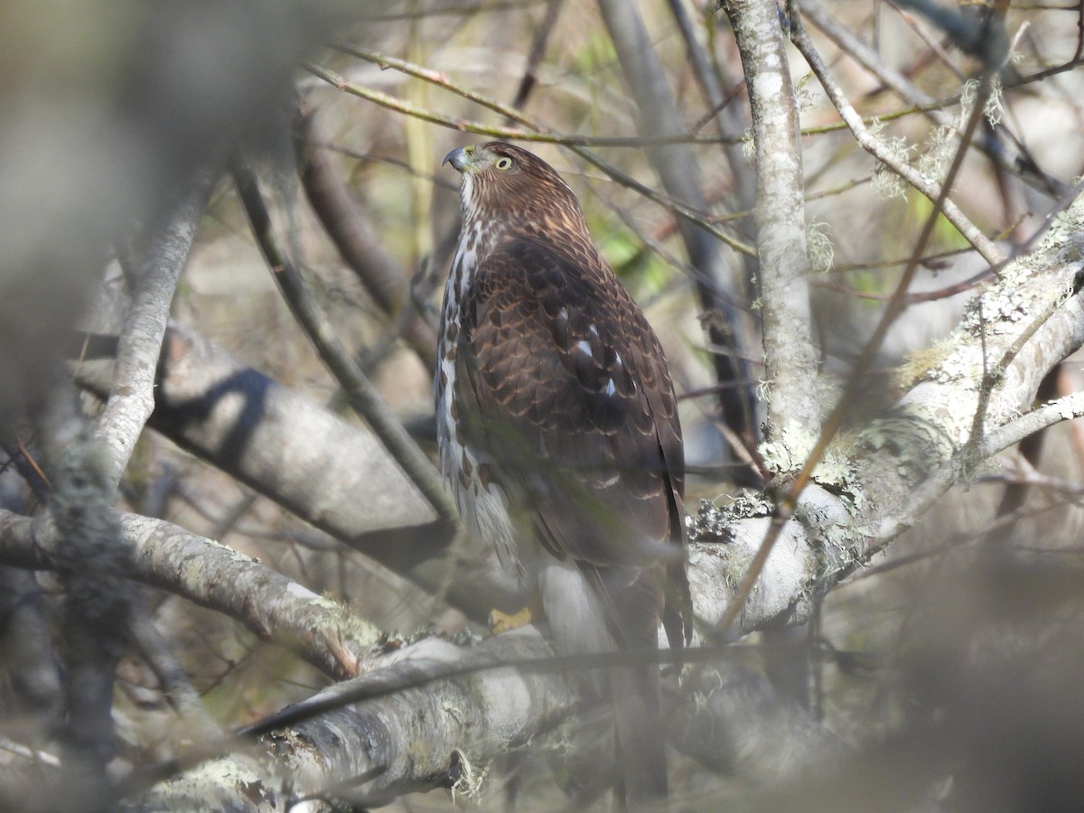Cooper's Hawk - ML646370502