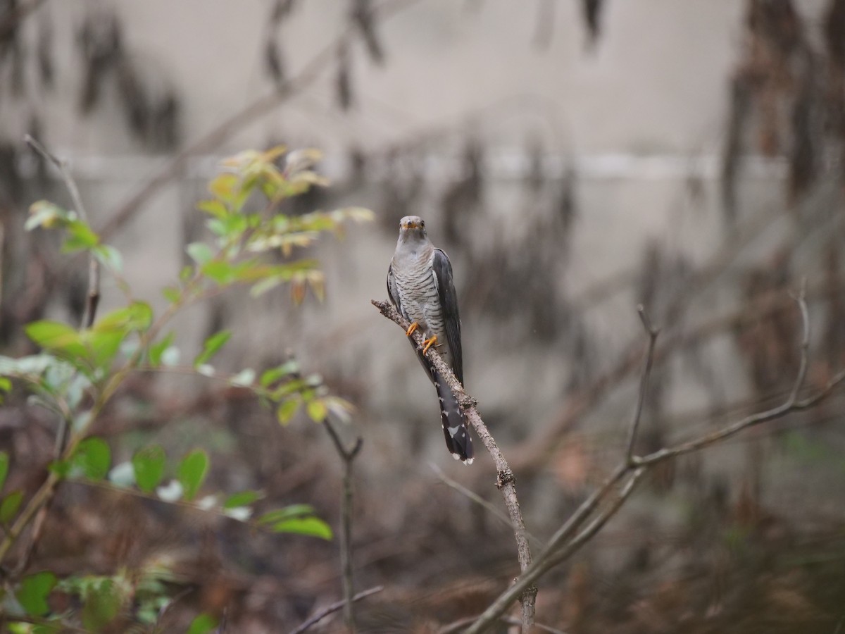 Common Cuckoo - ML646370503