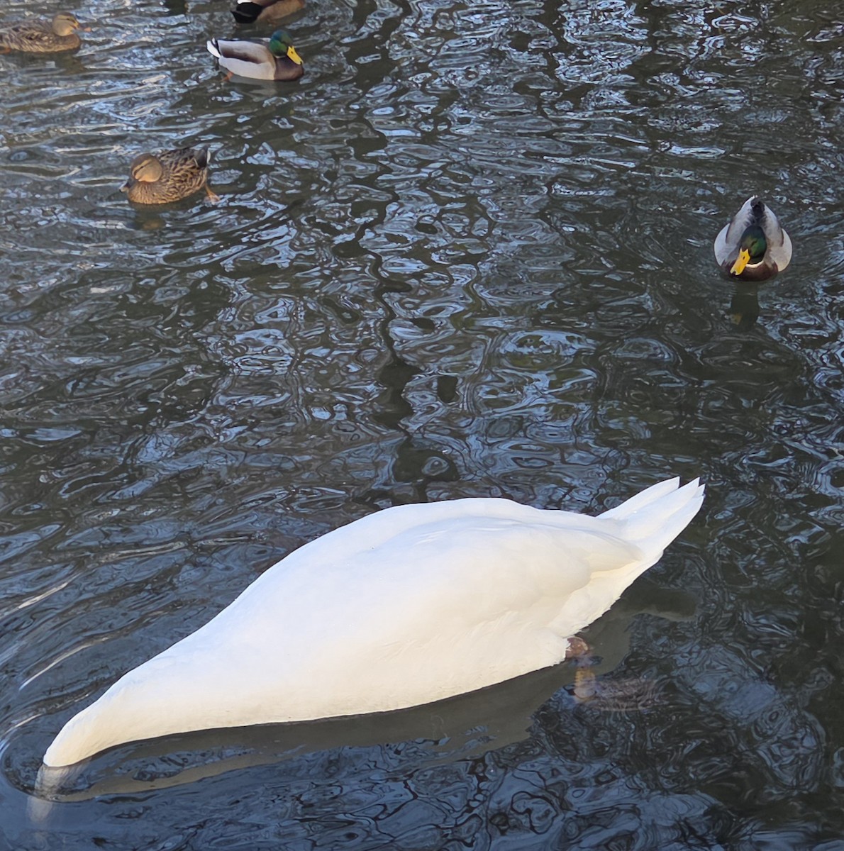 labuť velká - ML646370504