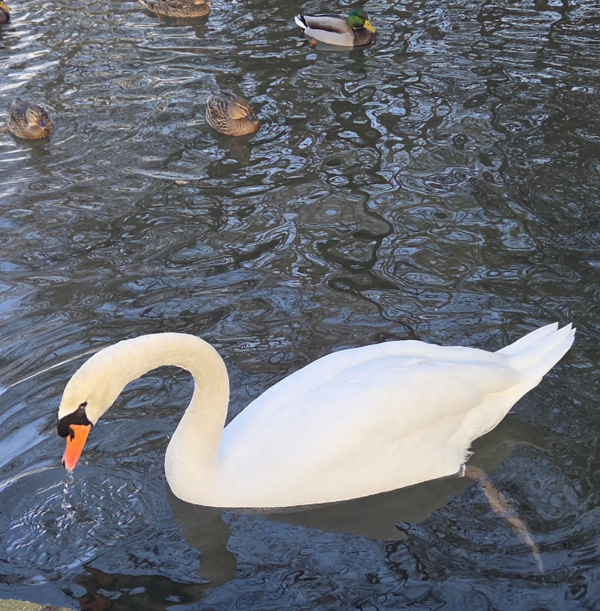 labuť velká - ML646370505