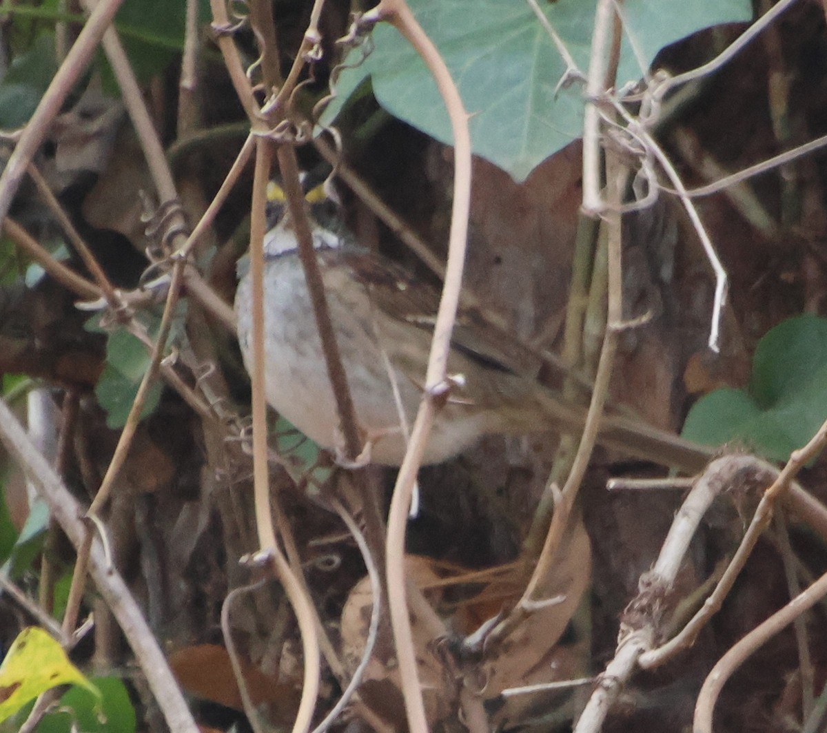 White-throated Sparrow - ML646370507