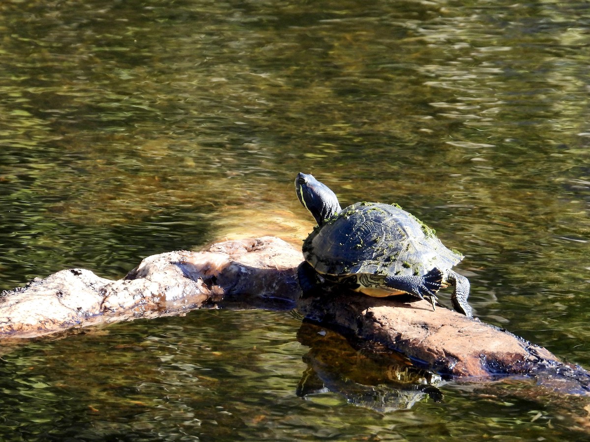 Animals - ML646370508