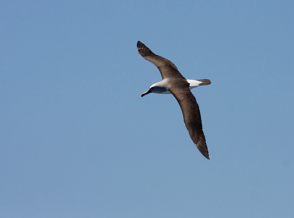 albatros pestrozobý - ML64637051