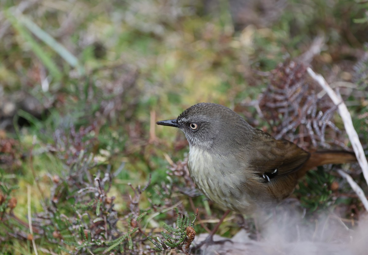 Tasmanian Scrubwren - ML646370515