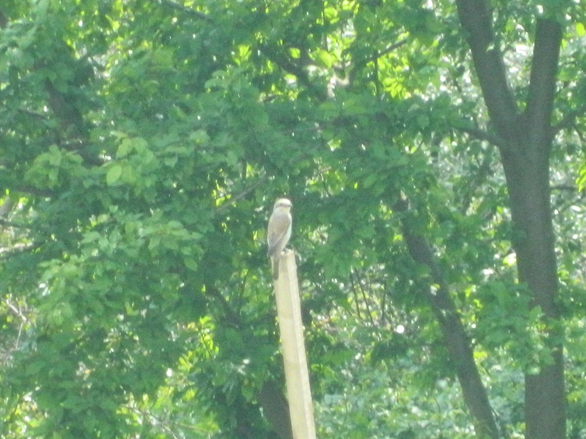 Red-backed Shrike - ML646370516