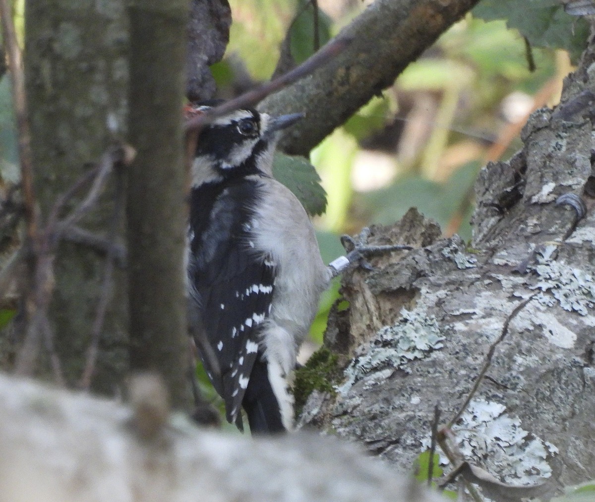 Downy Woodpecker - ML646370517