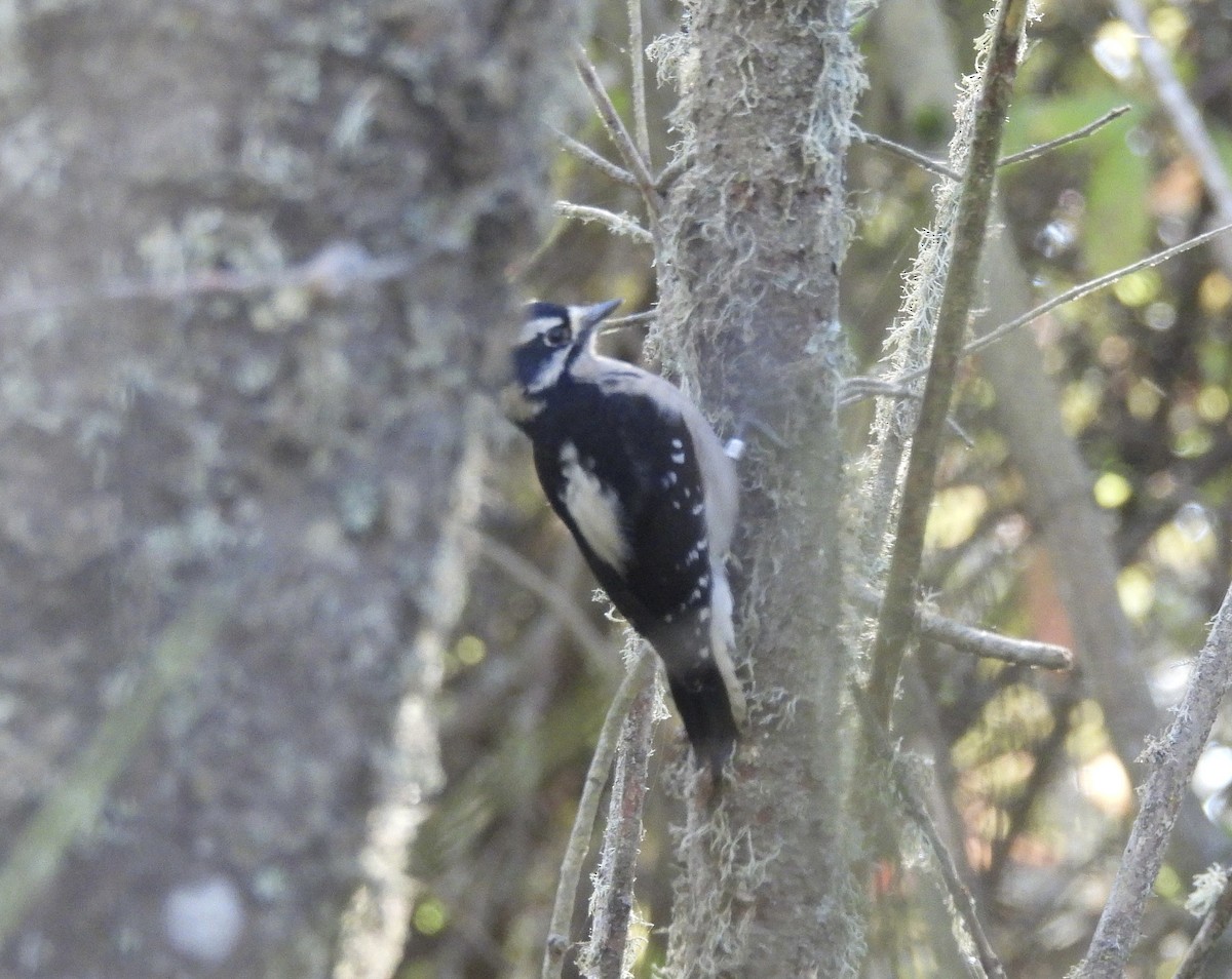 Downy Woodpecker - ML646370518