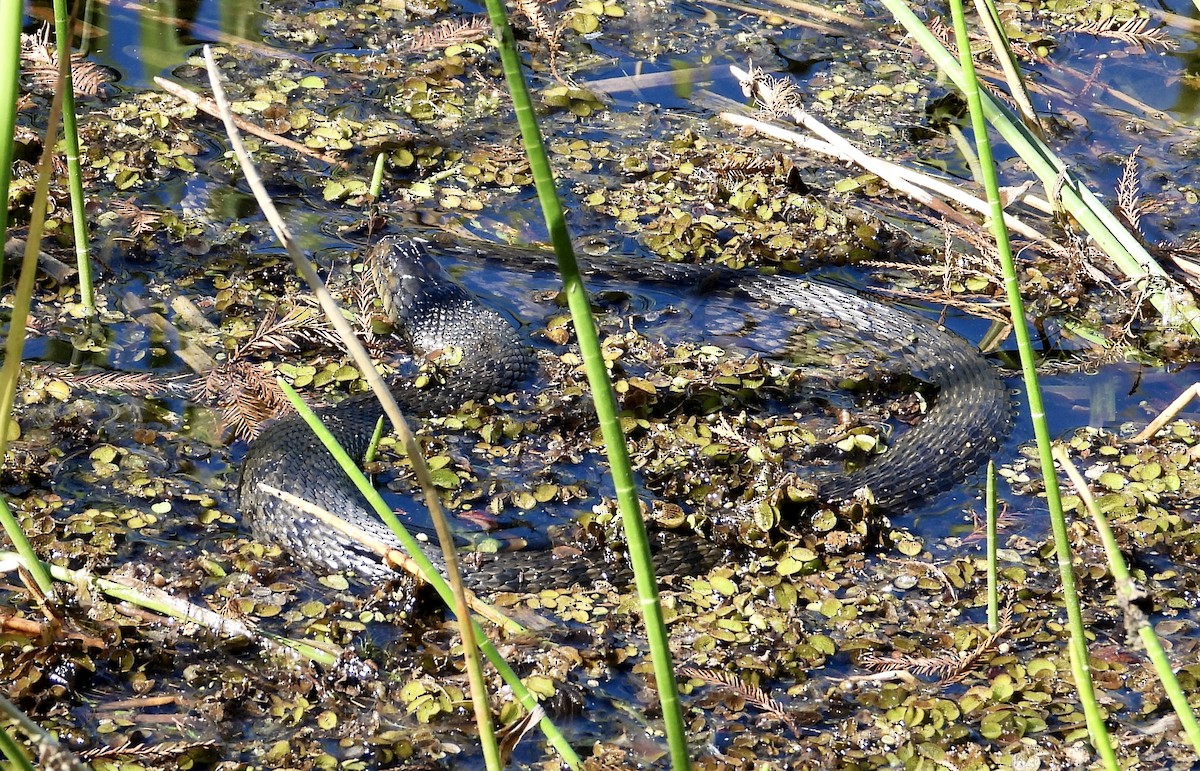 Animals - ML646370519