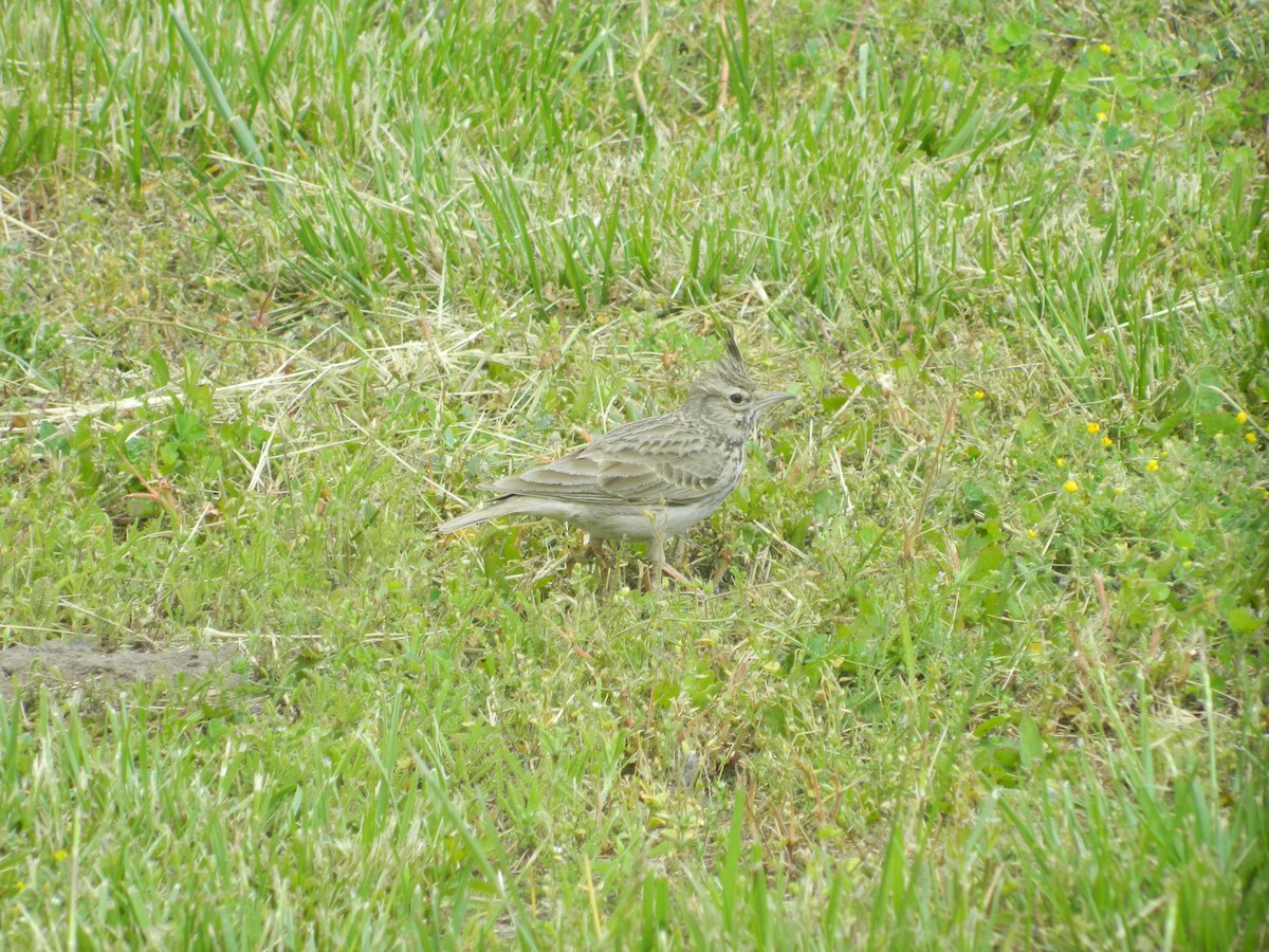Crested Lark - ML646370523