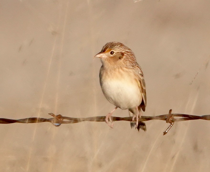 Grasshopper Sparrow - ML646370524