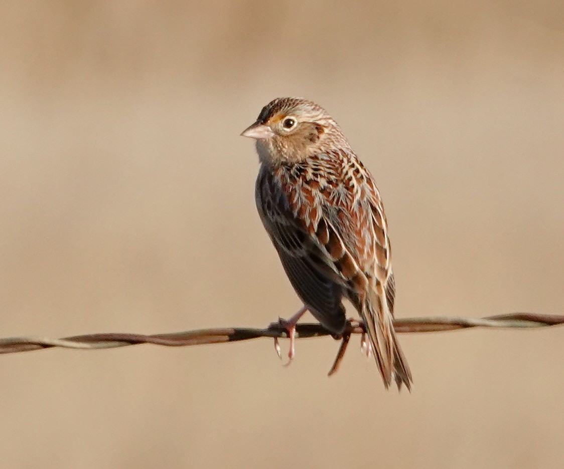 Grasshopper Sparrow - ML646370525