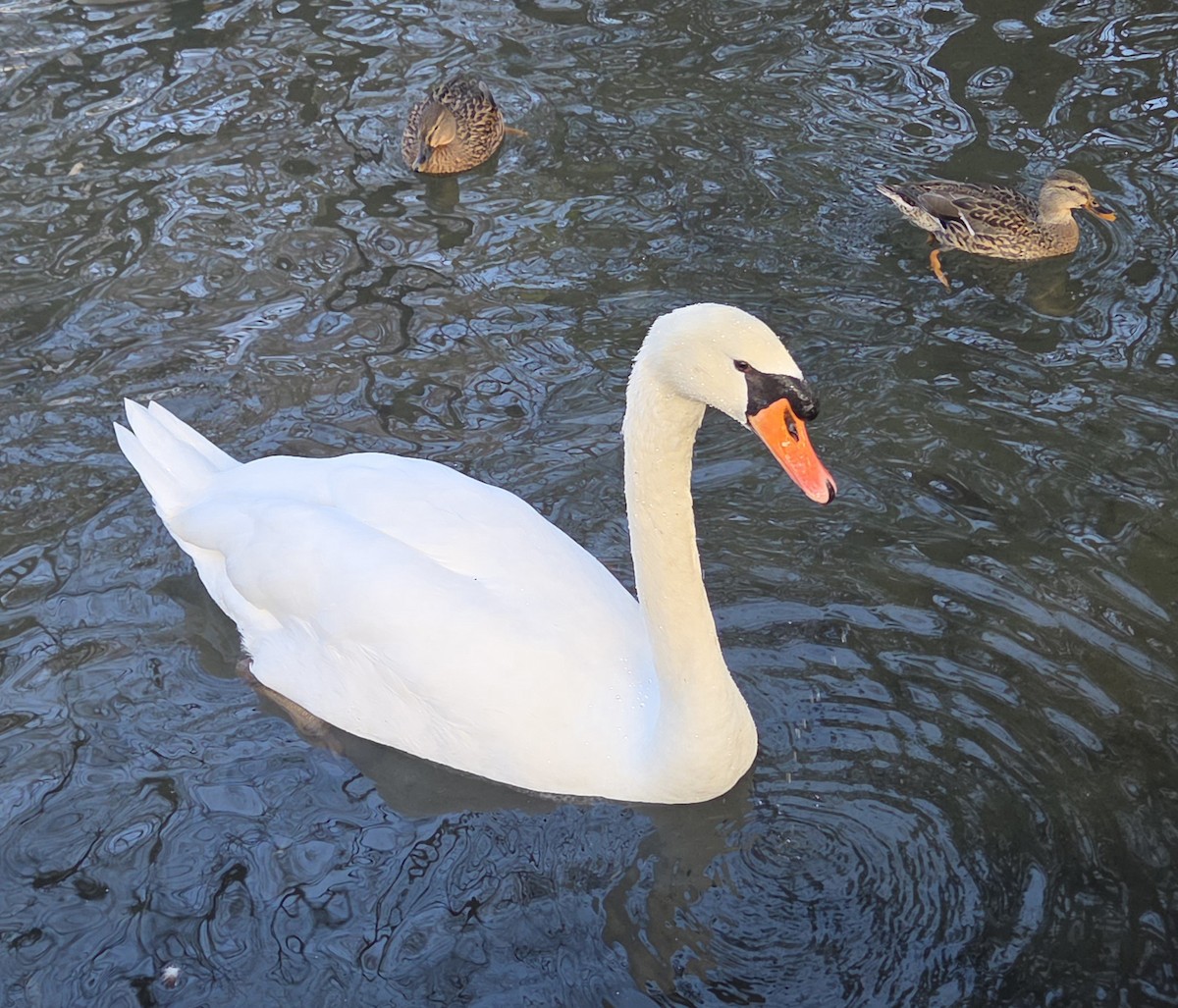 labuť velká - ML646370526