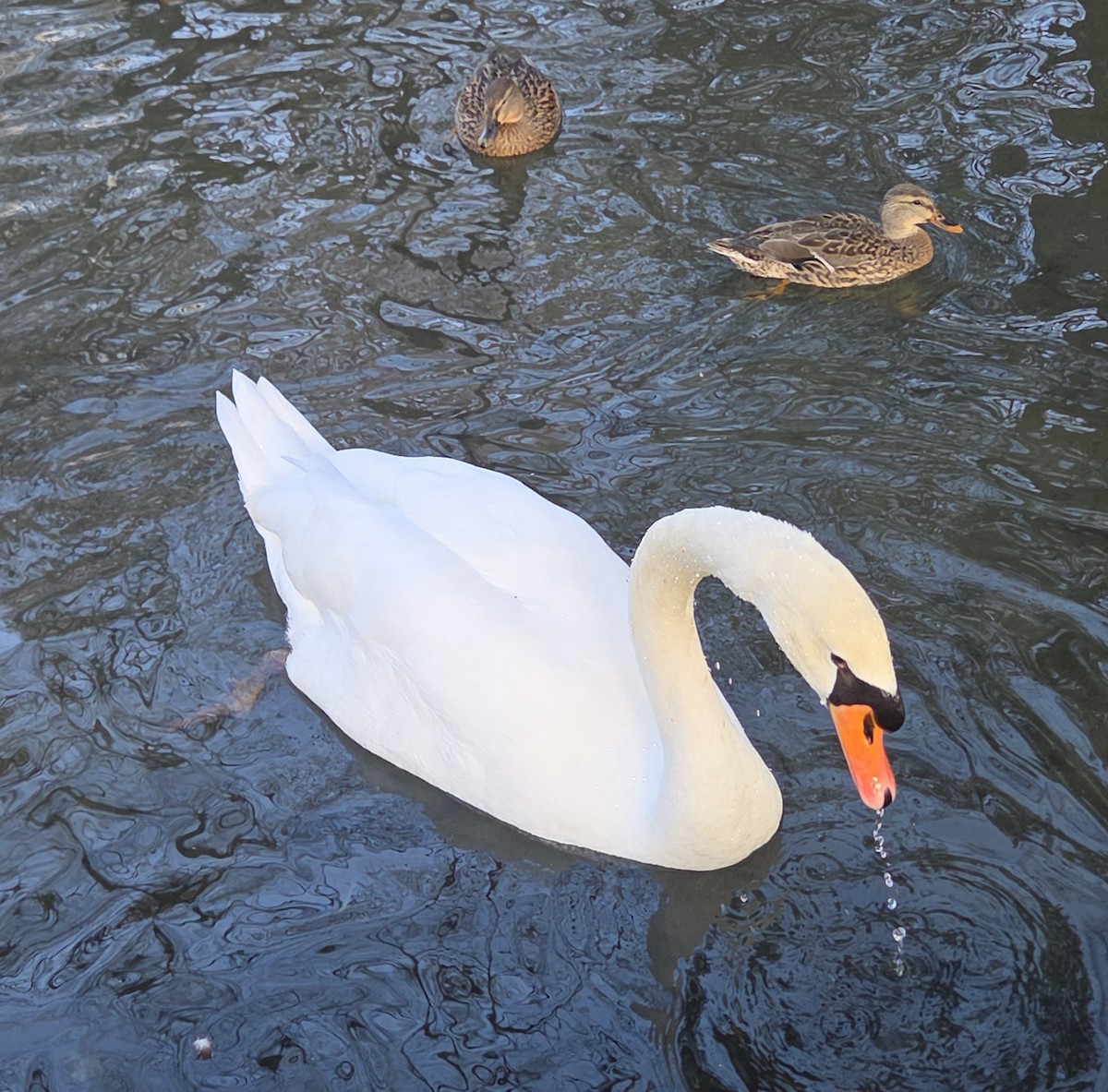 labuť velká - ML646370527