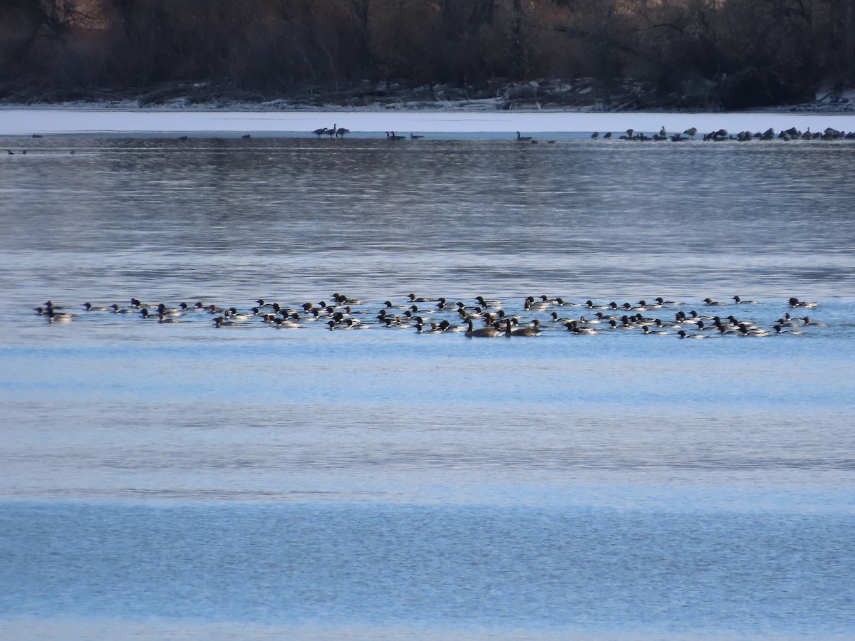 カワアイサ - ML646370528