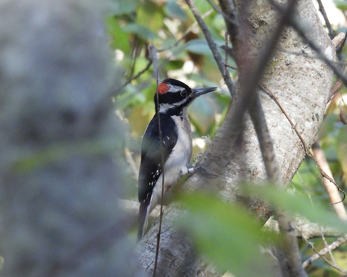 Hairy Woodpecker - ML646370529