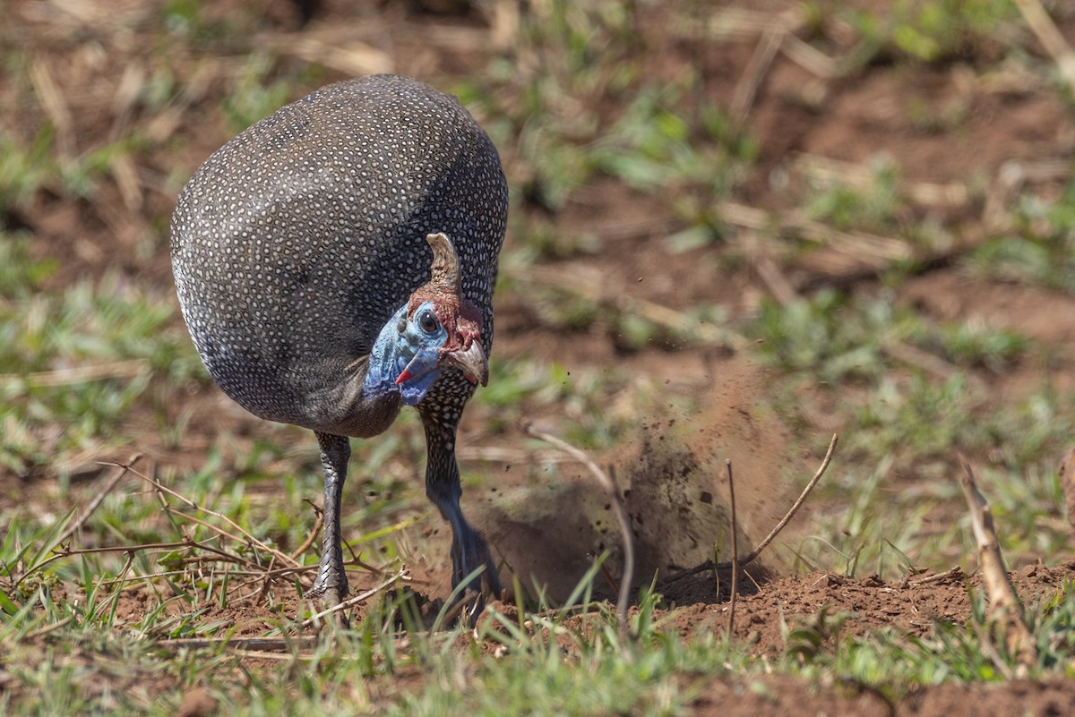 Helmeted Guineafowl - ML646370530