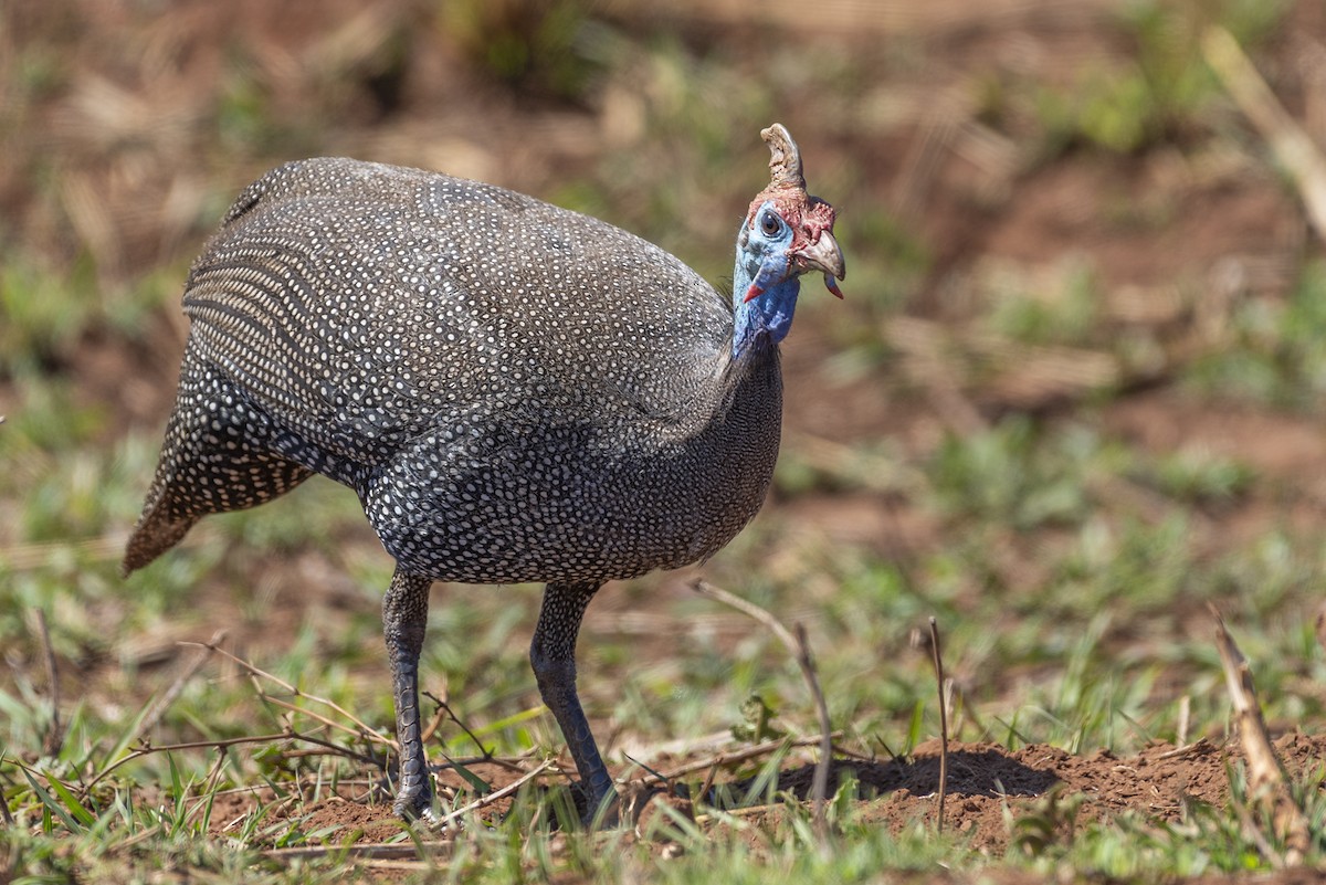 Helmeted Guineafowl - ML646370531