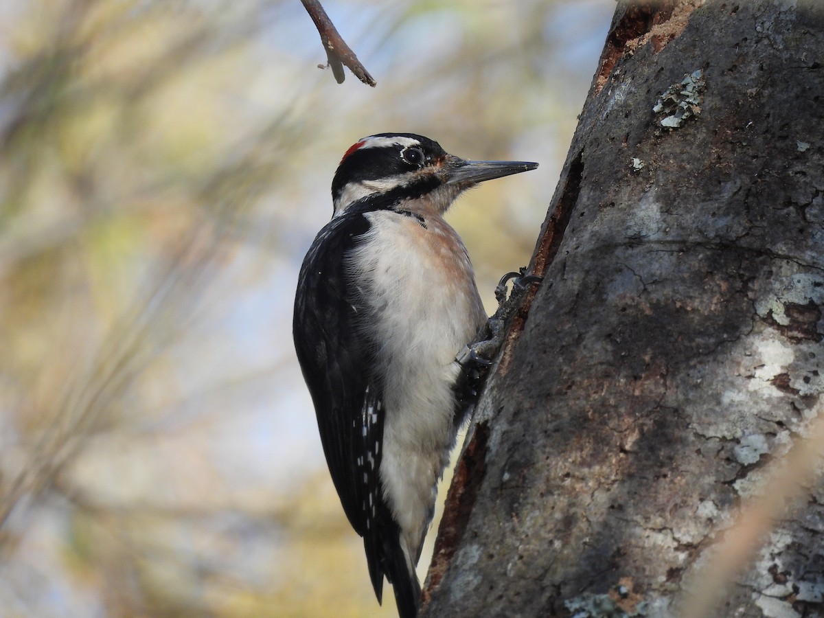 Hairy Woodpecker - ML646370532