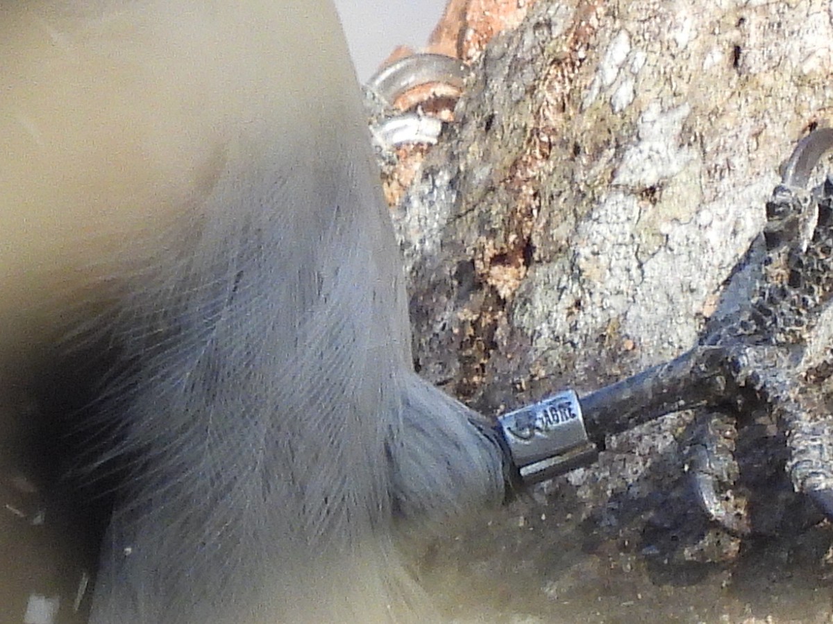 Hairy Woodpecker - ML646370533