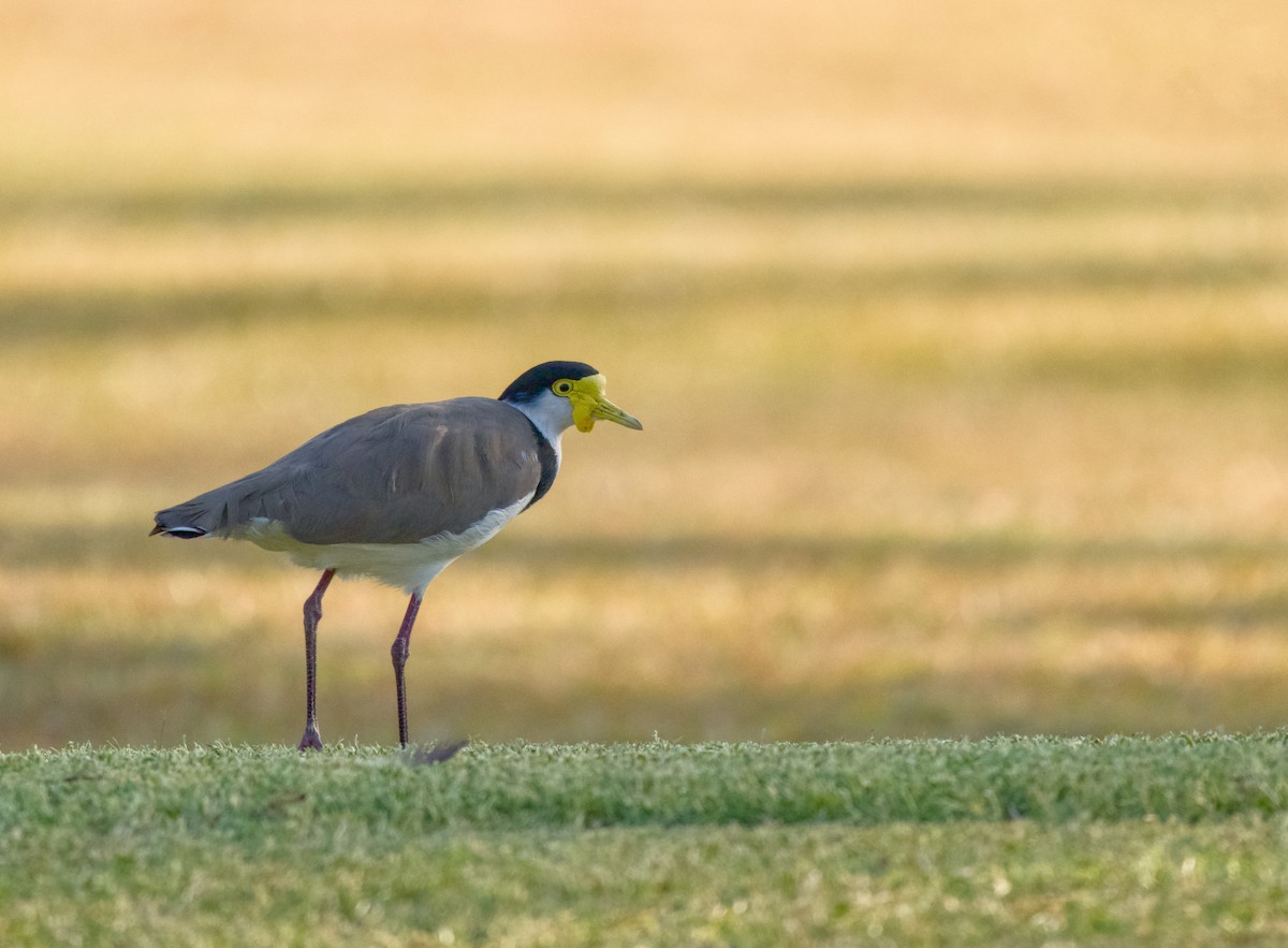 čejka australská (ssp. novaehollandiae) - ML646370534