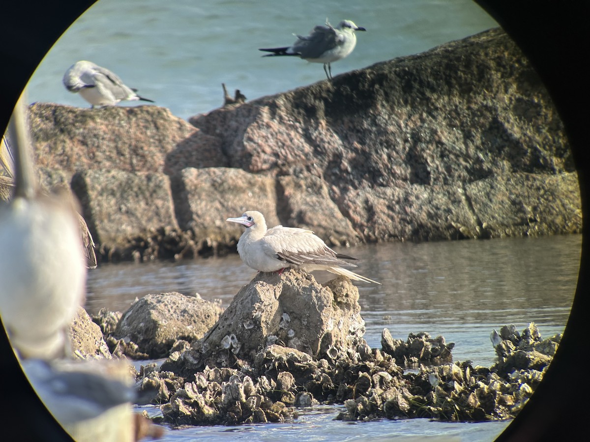 Red-footed Booby - ML646370535