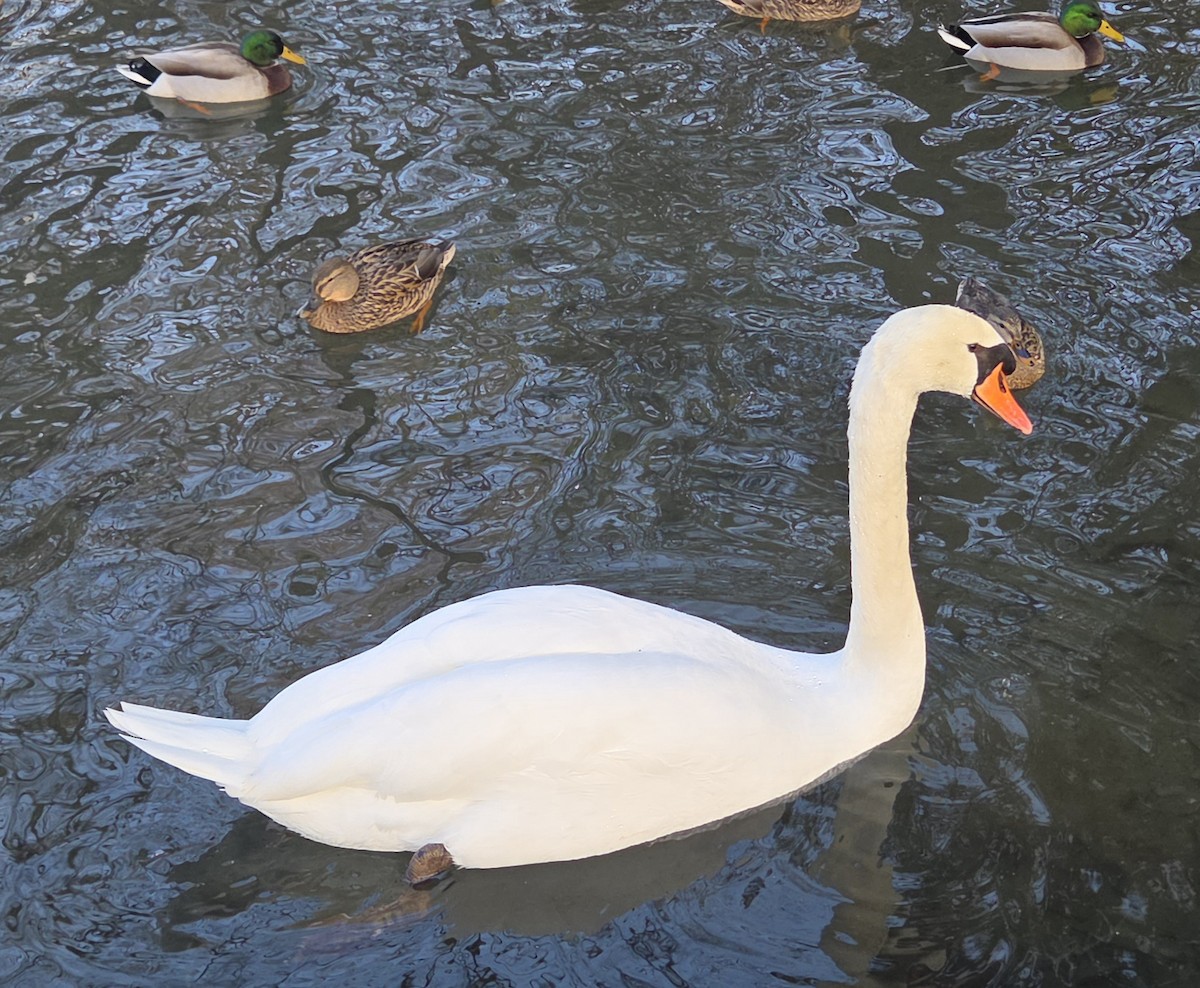 labuť velká - ML646370536