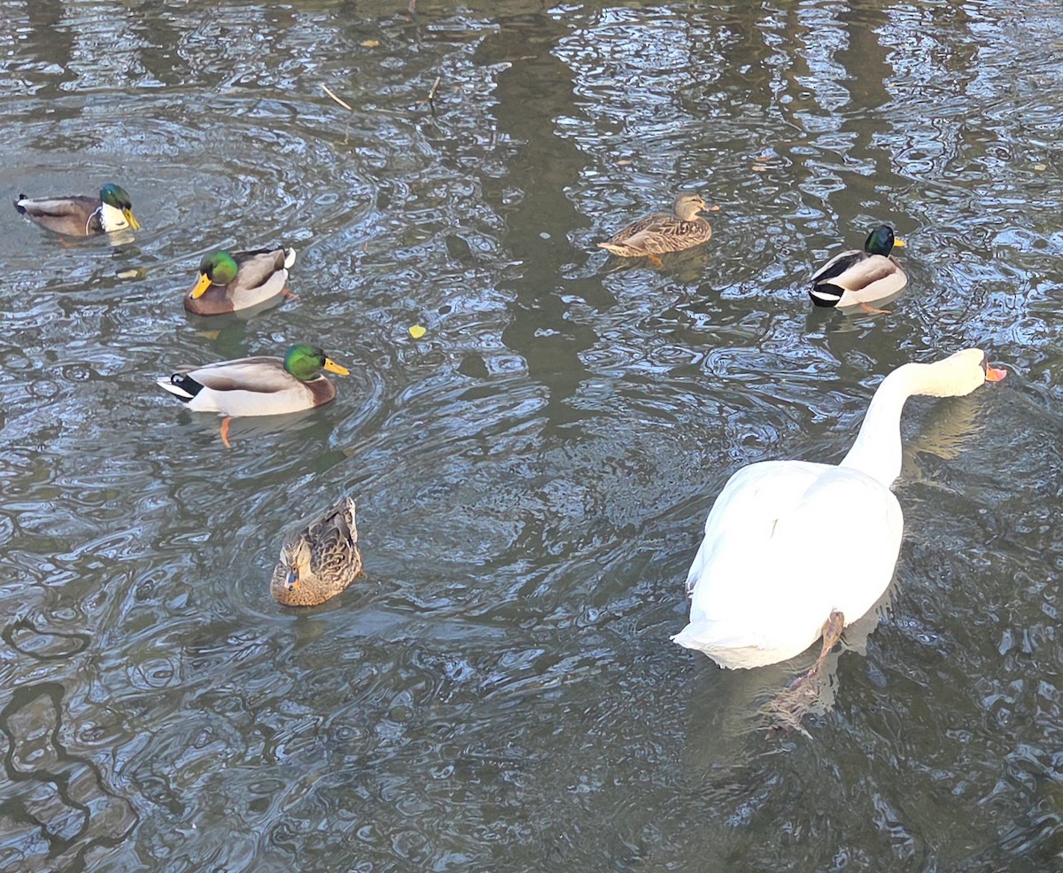 labuť velká - ML646370537