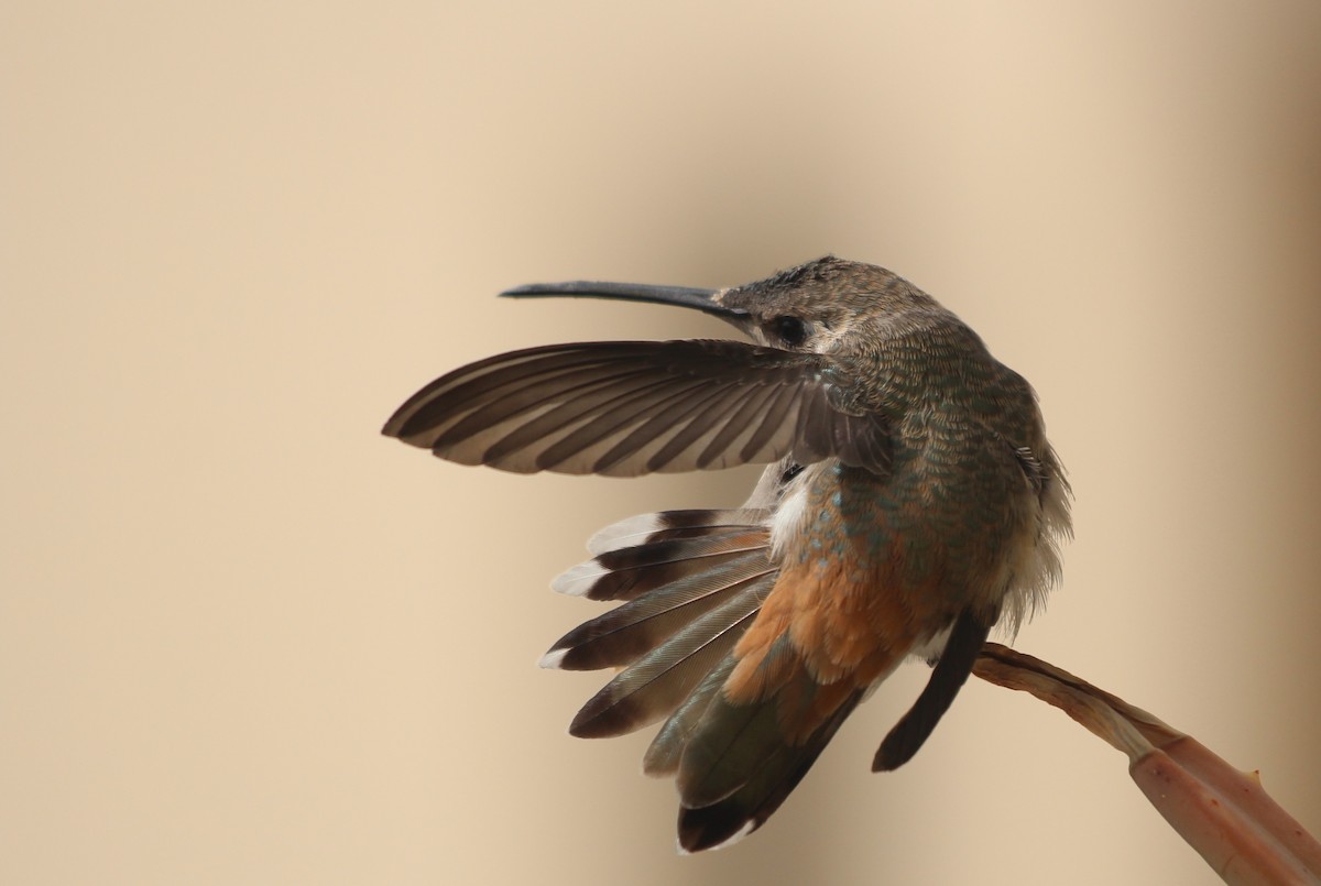 Oasis Hummingbird - ML646370538