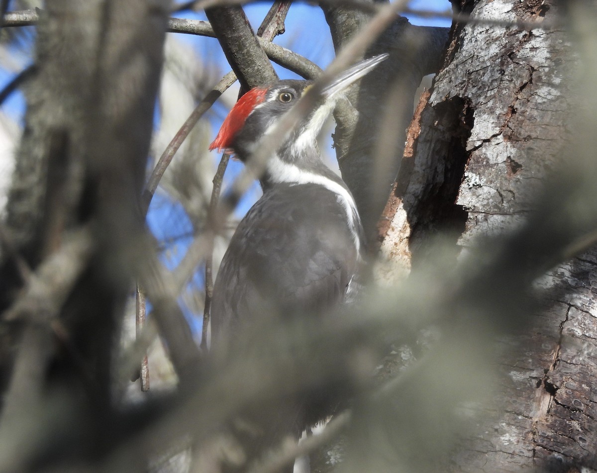 Pileated Woodpecker - ML646370541