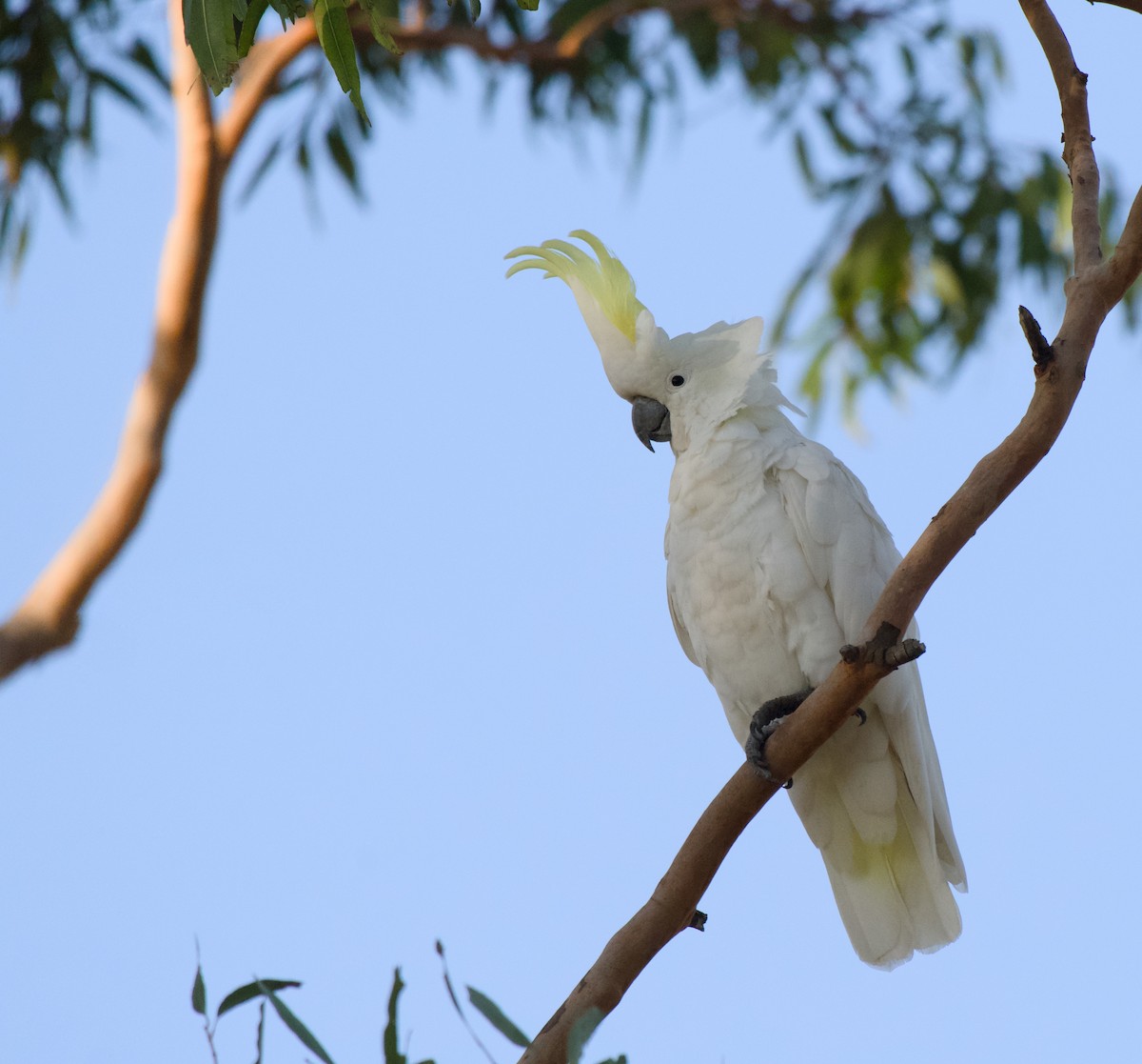 kakadu žlutočečelatý - ML646370546