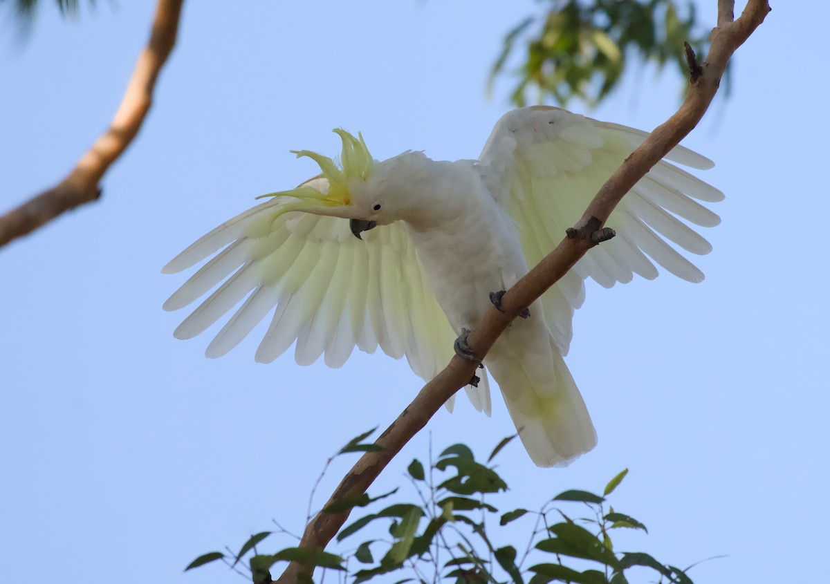 kakadu žlutočečelatý - ML646370547