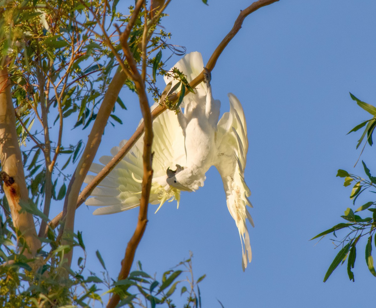 kakadu žlutočečelatý - ML646370548