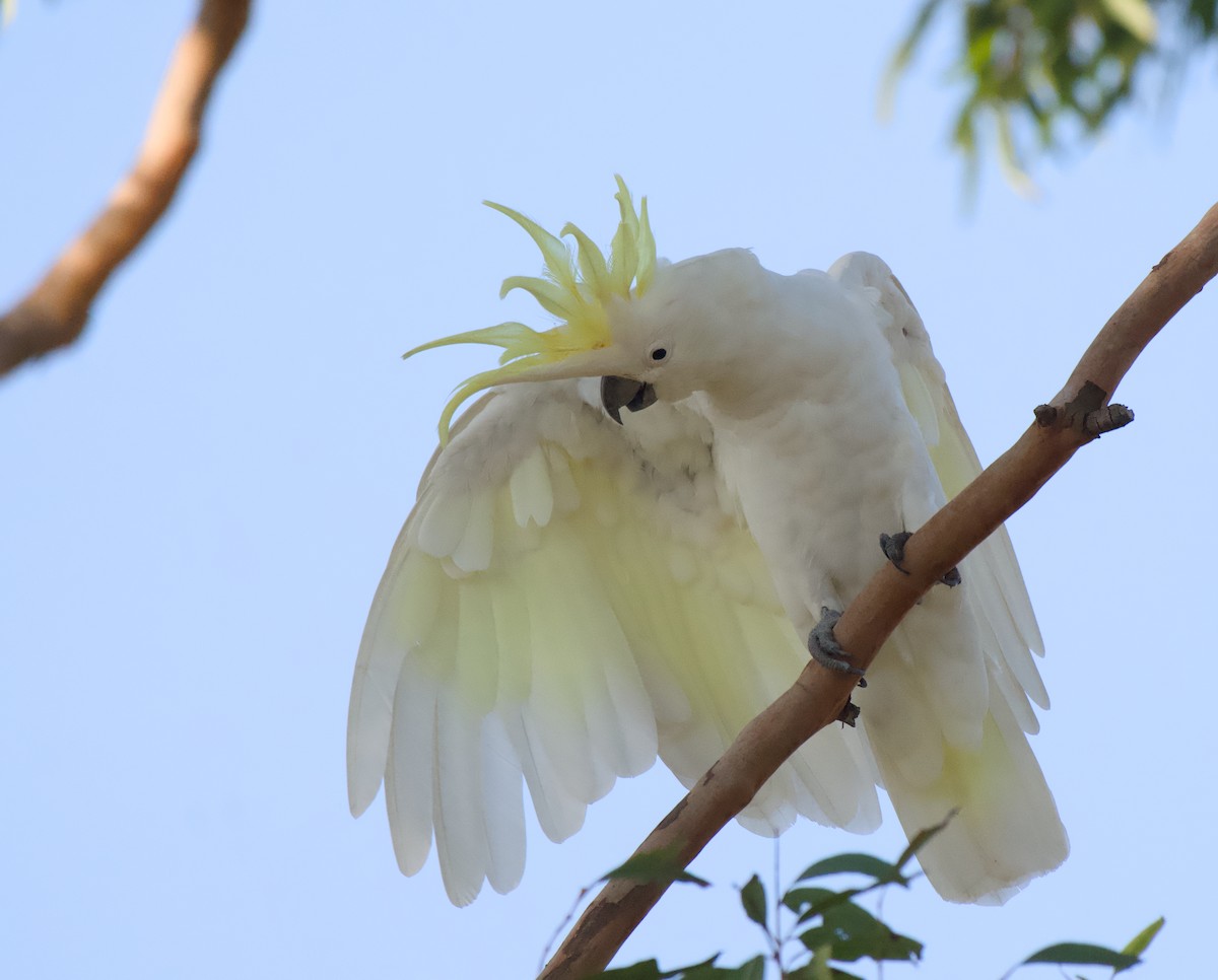 kakadu žlutočečelatý - ML646370549