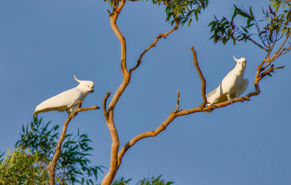 kakadu žlutočečelatý - ML646370550