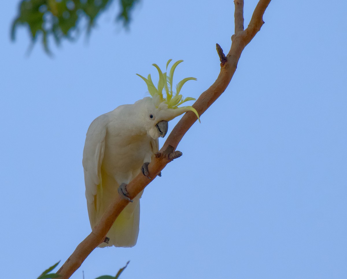 kakadu žlutočečelatý - ML646370551