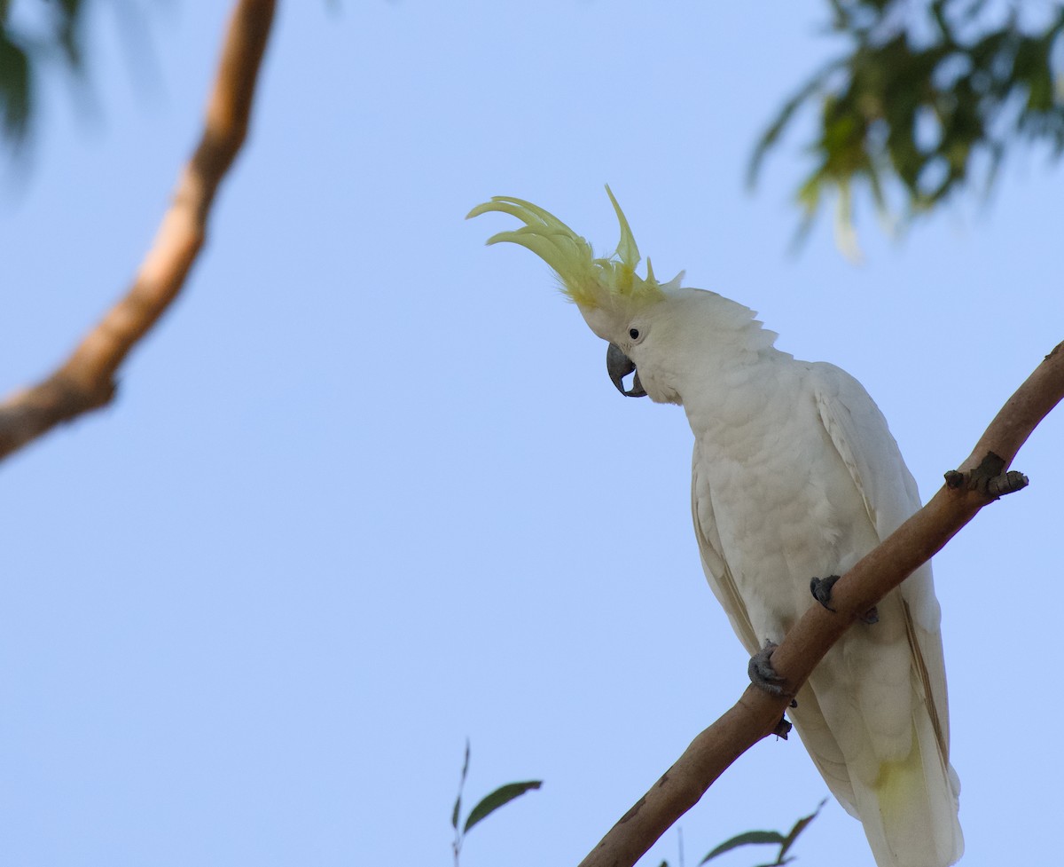 kakadu žlutočečelatý - ML646370552