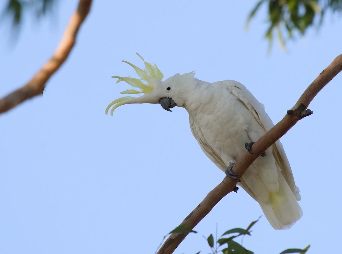 kakadu žlutočečelatý - ML646370553