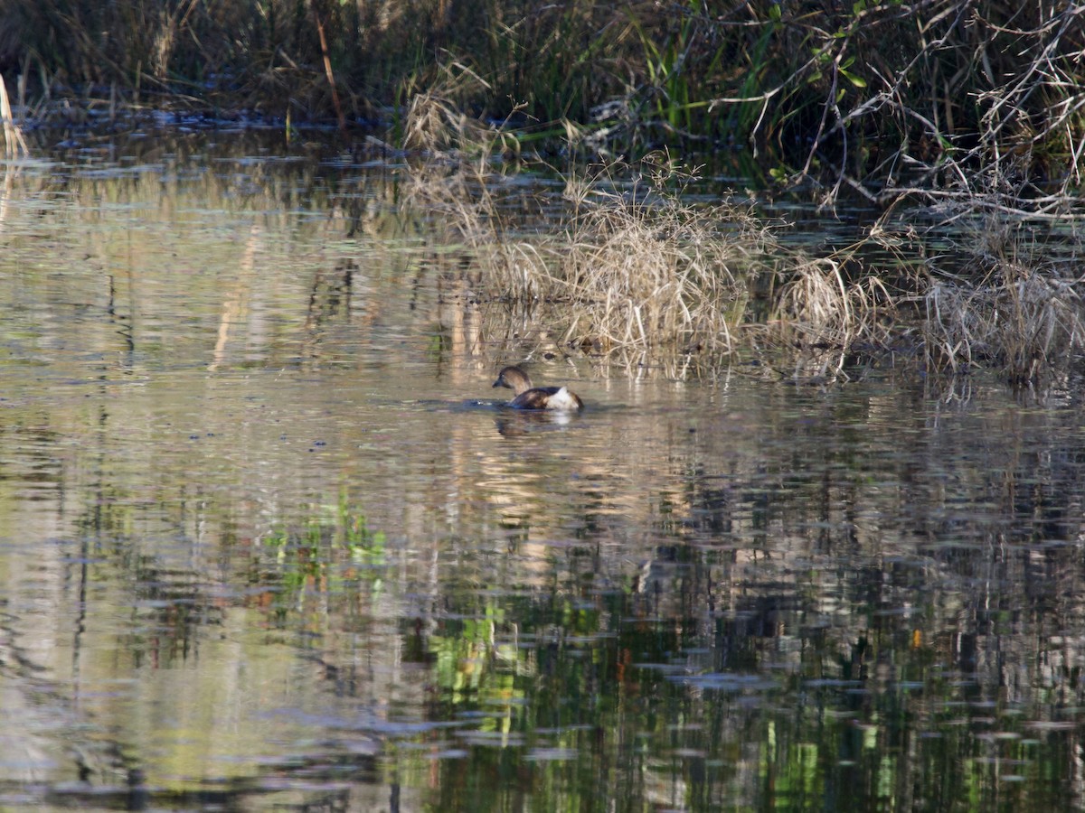 Pied-billed Grebe - ML646370556