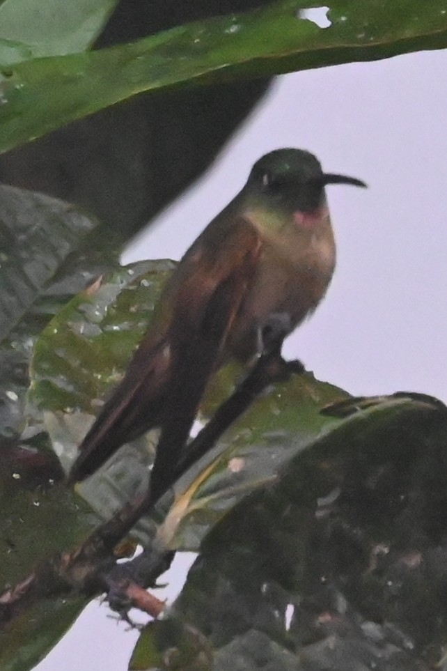 Fawn-breasted Brilliant - ML646370557