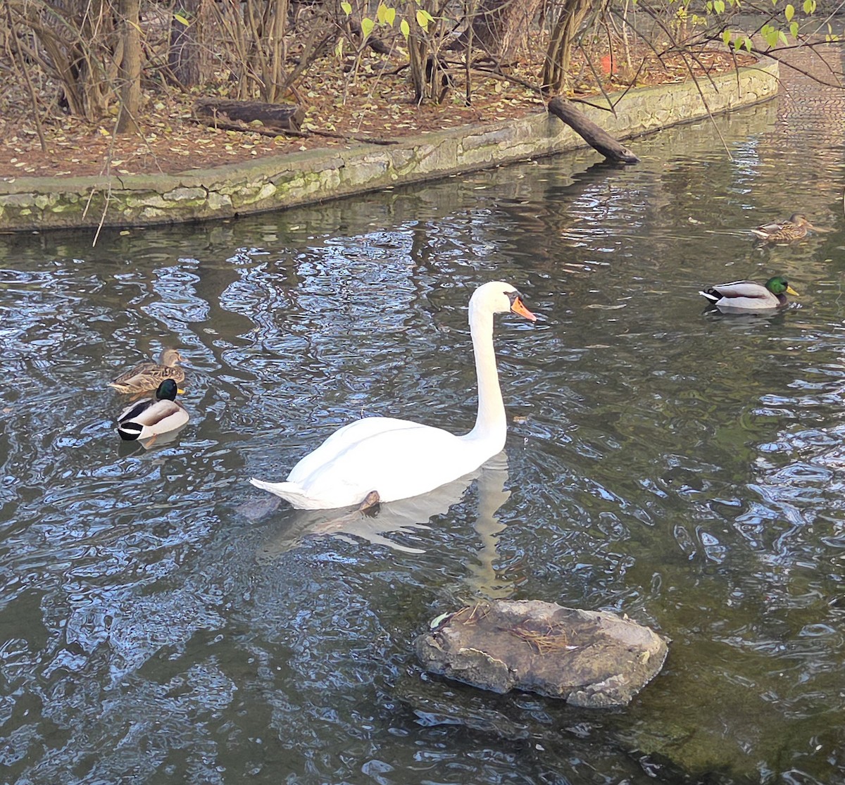 labuť velká - ML646370563