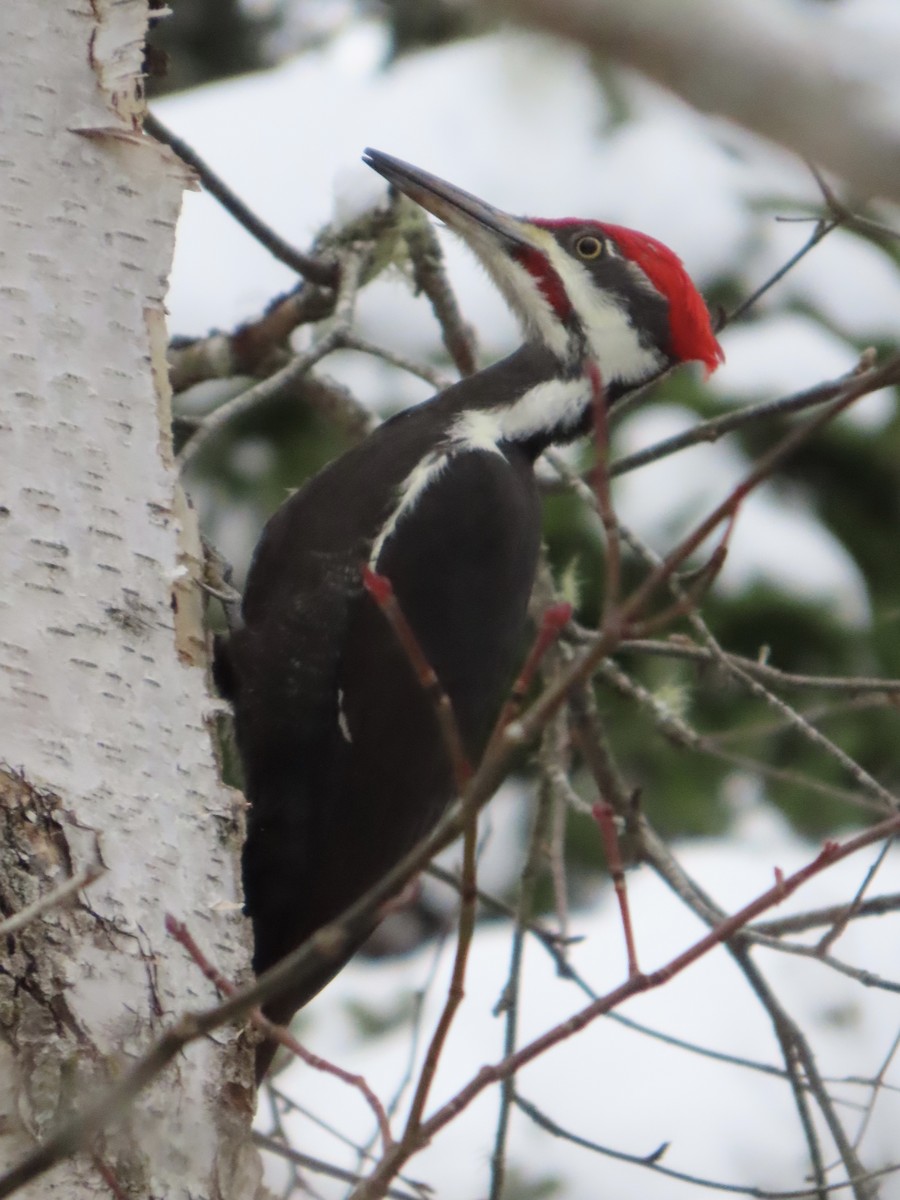 Kuzey Amerika Kara Ağaçkakanı - ML646370564