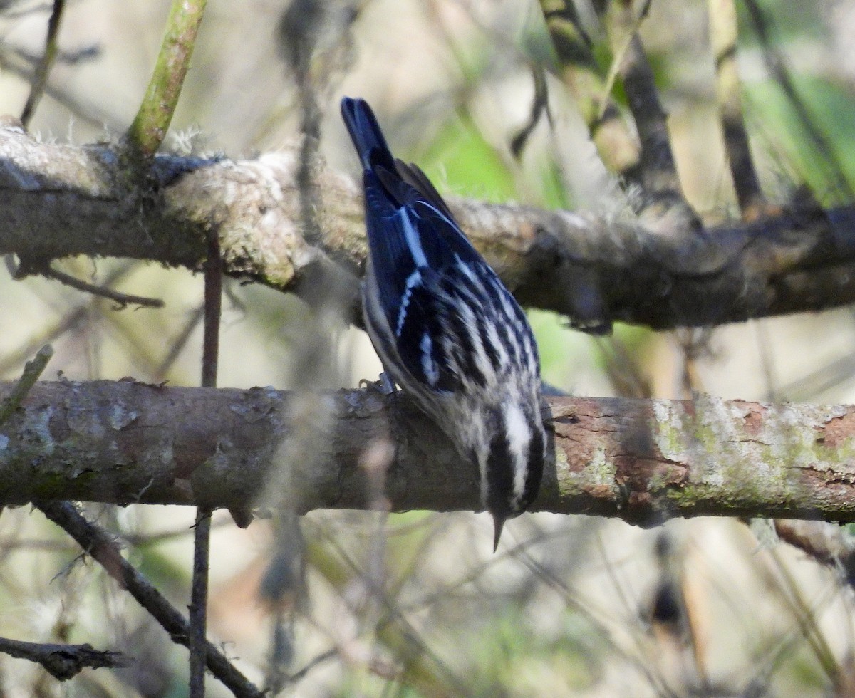 Black-and-white Warbler - ML646370567