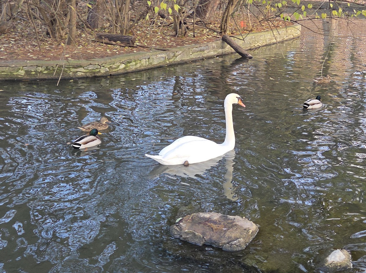 labuť velká - ML646370568