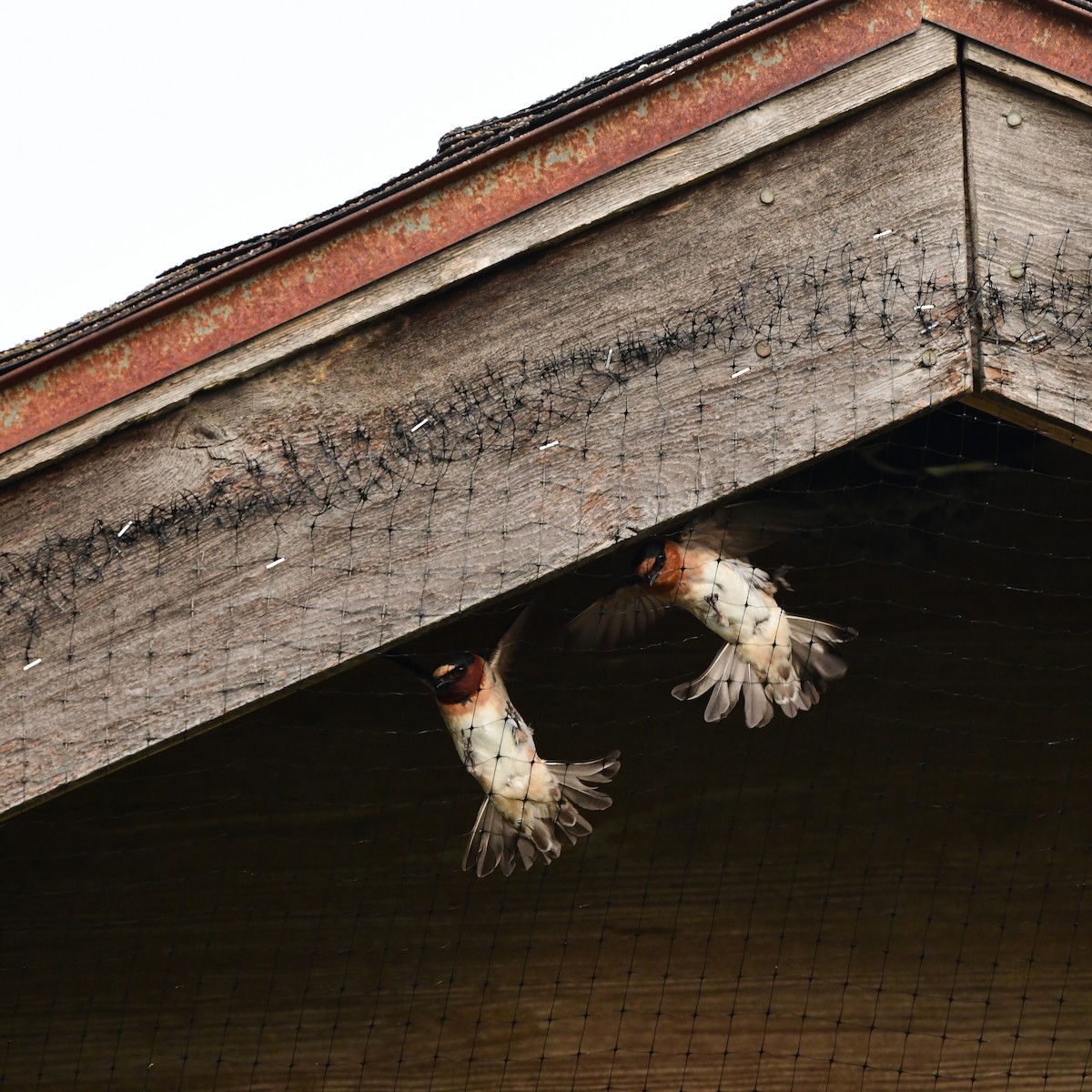 Cliff Swallow - ML646370571