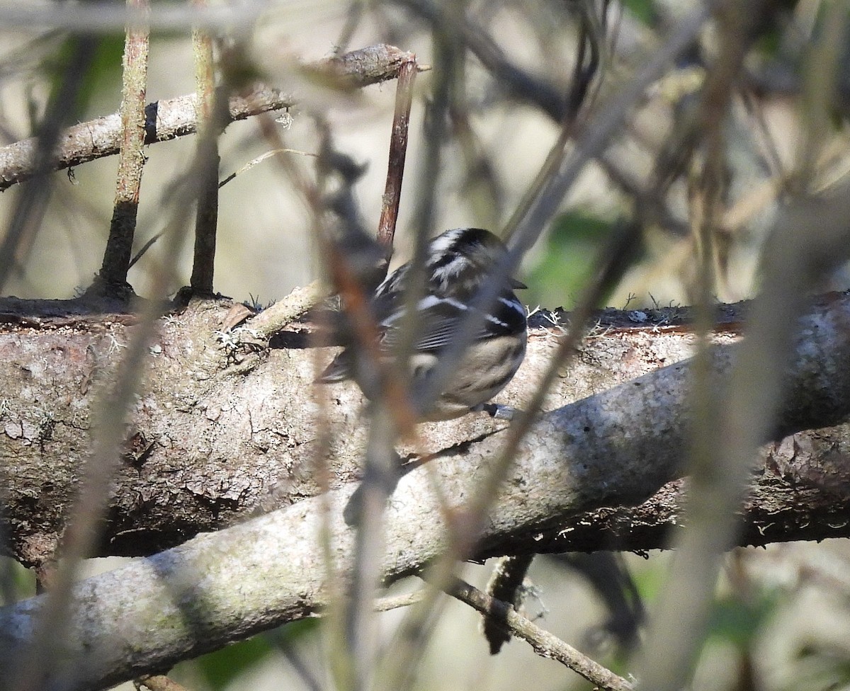 Black-and-white Warbler - ML646370573